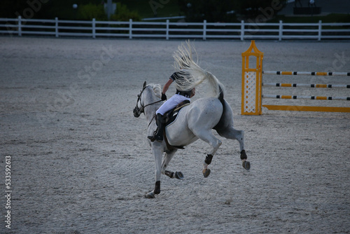A sports horse kicks and bucking in a tournament. White horse and rider at a show jumping competition.