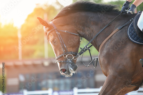 Εκτύπωση καμβά Bay horse with rider in close-up during showjumping competition