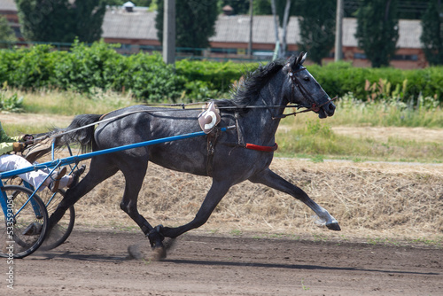 A gray horse of the trotter breed trains at the hippodrome. Harness jumps.