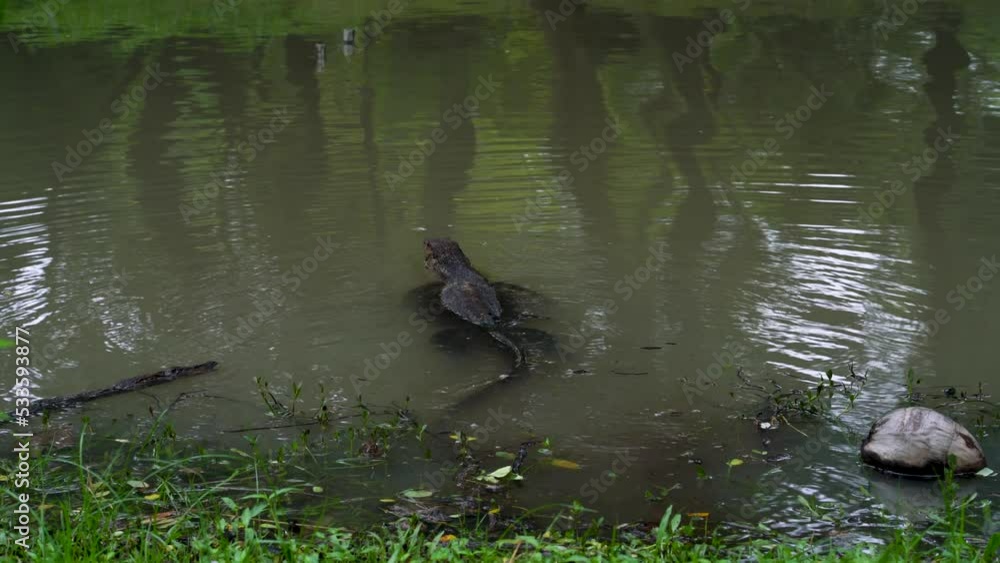 A monitor lizard swims across the lake. A monitor lizard swims across the lake.