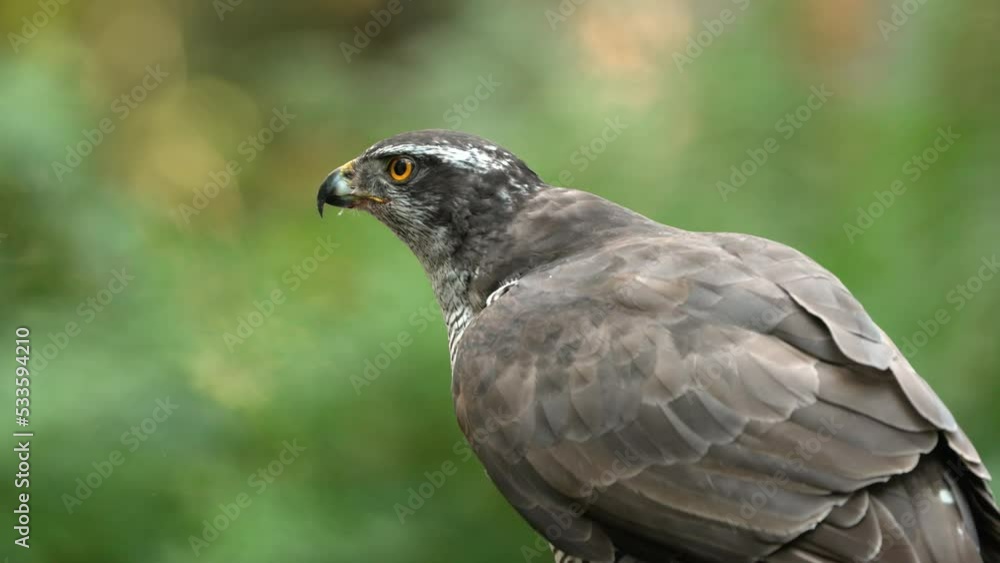 Portrait shot of wild Northern Goshawk eating prey outdoors in nature - defocused background - close up shot Portrait shot of wild Northern Goshawk eating prey outdoors in nature - defocused background - close up shot