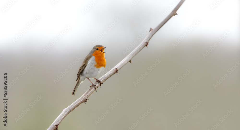 Singing Robin