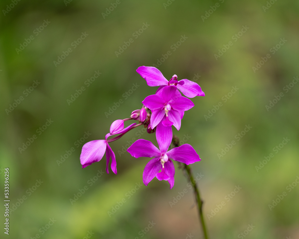 Beautiful Purple ground orchids in the garden