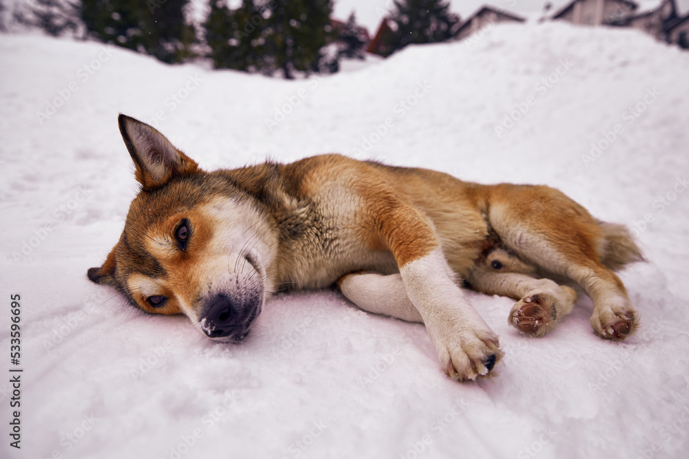 Close up of lonely homeless dog lying on white snow at a winter cold day. Animal care, adoption, shelter concept Close up of lonely homeless dog lying on white snow at a winter cold day. Animal care, adoption, shelter concept