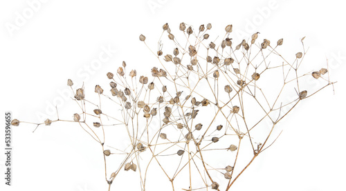 Dried meadow plants isolated on white background. Wild herbs  grasses or flowers in autumn and winter.