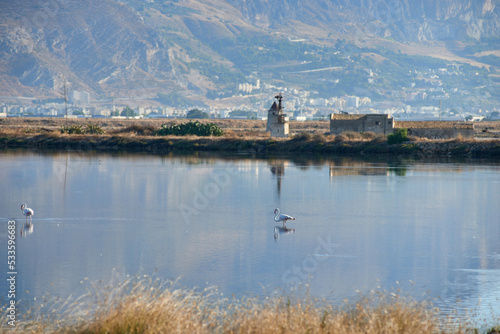 the salt pans of Trapani with pink flamingos and the city in the background photo