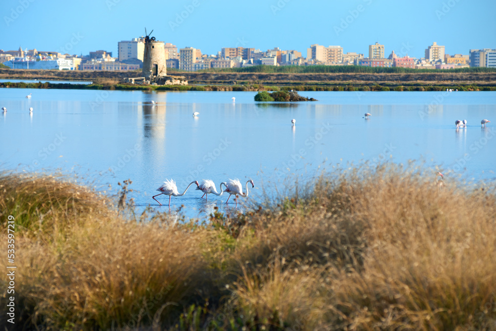 the salt pans of Trapani with pink flamingos and the city in the background the salt pans of Trapani with pink flamingos and the city in the background