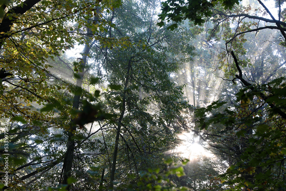 Fototapeta premium Fog in the autumn forest in the early morning