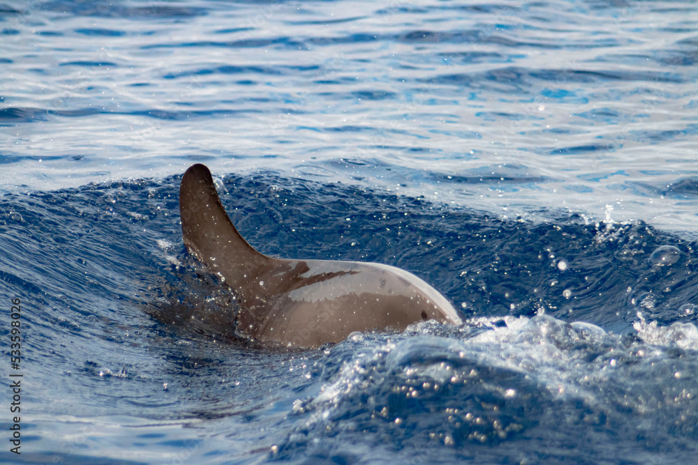 Obraz premium DAUPHIN