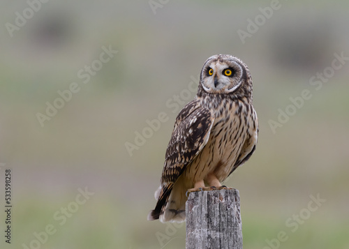 Short-eared owl Asio flammeus perched closeup on wooden post at dusk
