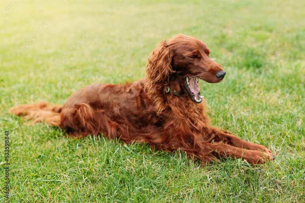 Funny lazy pet dog yawning, Beautiful happy Irish red Setter resting in the garden grass