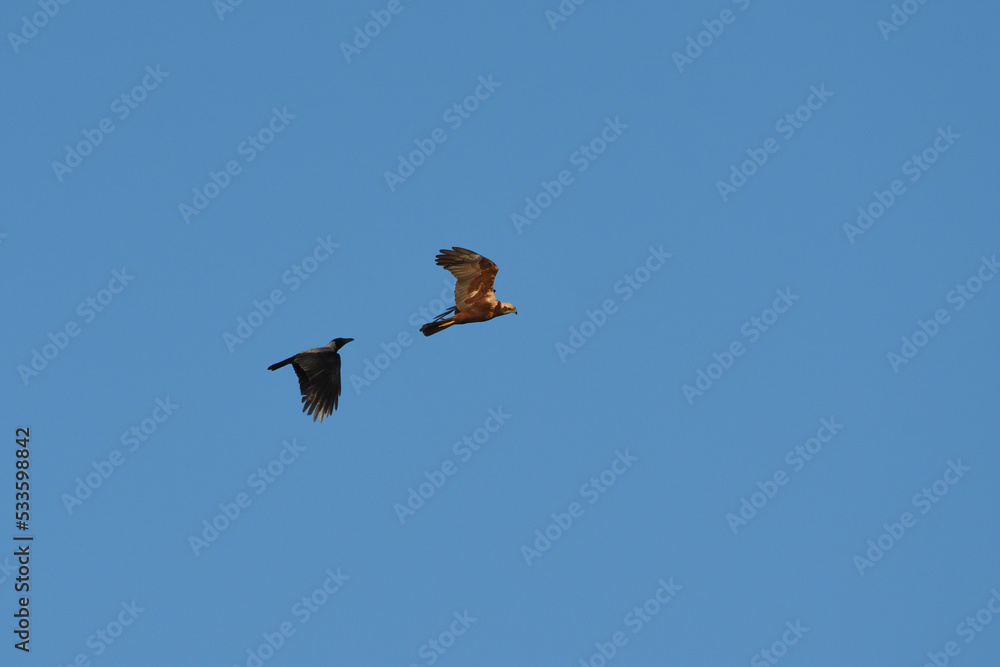 Western marsh harrier (Circus aeruginosus) female flying and being harrassed by hooded crow. Western marsh harrier (Circus aeruginosus) female flying and being harrassed by hooded crow.