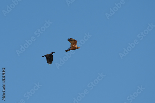Western marsh harrier (Circus aeruginosus) female flying and being harrassed by hooded crow.