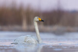 Whooper swan (Cygnus cygnus) swimming in the river in early spring morning.