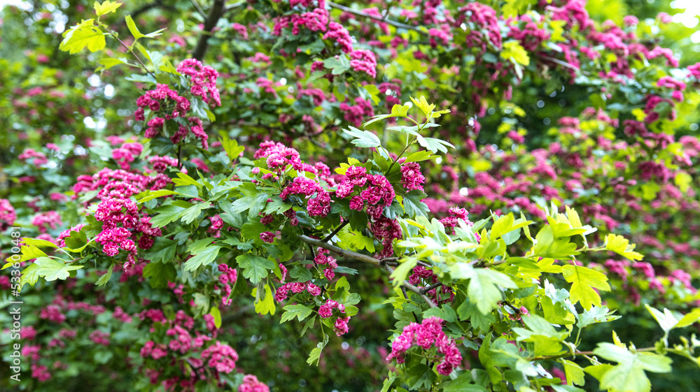 Flowering of a beautiful red hawthorn tree. Background, pink flowers on a tree. Springtime, hawthorn branches Flowering of a beautiful red hawthorn tree. Background, pink flowers on a tree. Springtime, hawthorn branches