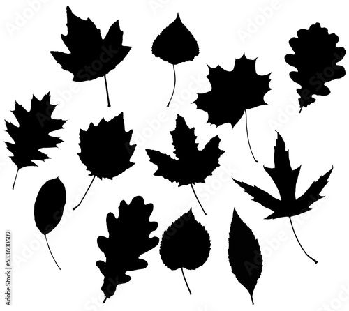 Png leaves. Graphic illustration isolated on white background.