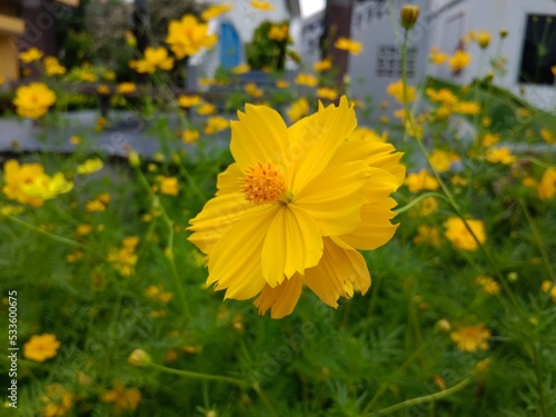  Cosmos or Mexican Aster is a short-lived flowering plant. The petals are yellow, orange, reddish-orange, and two colors in the same flower. can be grown in general