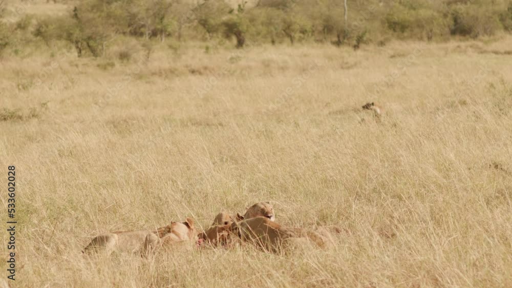A pride of lions leisurely feast on their kill while a hyena can only look on. A pride of lions leisurely feast on their kill while a hyena can only look on.