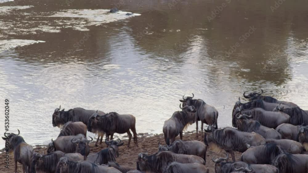 Wildebeests gather along the banks of the Mara river, debating whether to cross. Wildebeests gather along the banks of the Mara river, debating whether to cross.