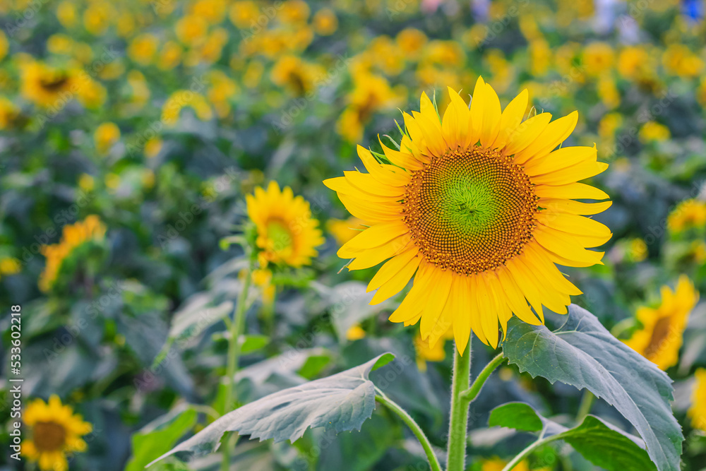 Sunflower natural background. Sunflower blooming. Close-up of sunflower for wallpaper. Sunflower natural background. Sunflower blooming. Close-up of sunflower for wallpaper.