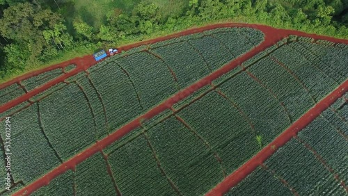 Tractor driving along pineapple plantation fields of Upala in Costa Rica. Aerial approach photo