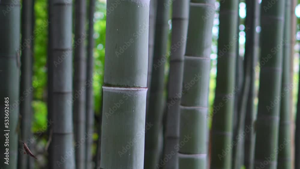 A large bamboo forest in a Tokyo Zen temple. A large bamboo forest in a Tokyo Zen temple.