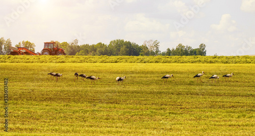 Many stork birds walk around the field while mowing the grass with a tractor. Agriculture. Copy space for text
