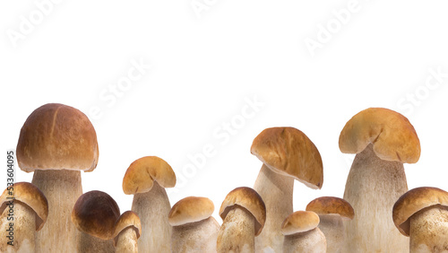 Forest mushrooms / Boletus edulis (king bolete) / penny bun / cep / porcini / mushroom isolated PNG.