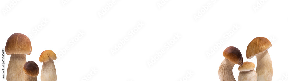 Forest mushrooms / Boletus edulis (king bolete) / penny bun / cep / porcini / mushroom isolated PNG. Forest mushrooms / Boletus edulis (king bolete) / penny bun / cep / porcini / mushroom isolated PNG.