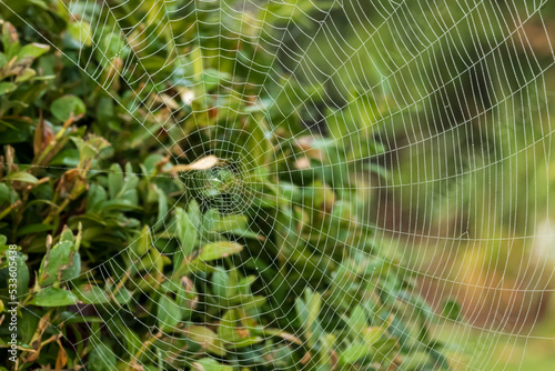 Close-up of a spider web with dew drops against a green background