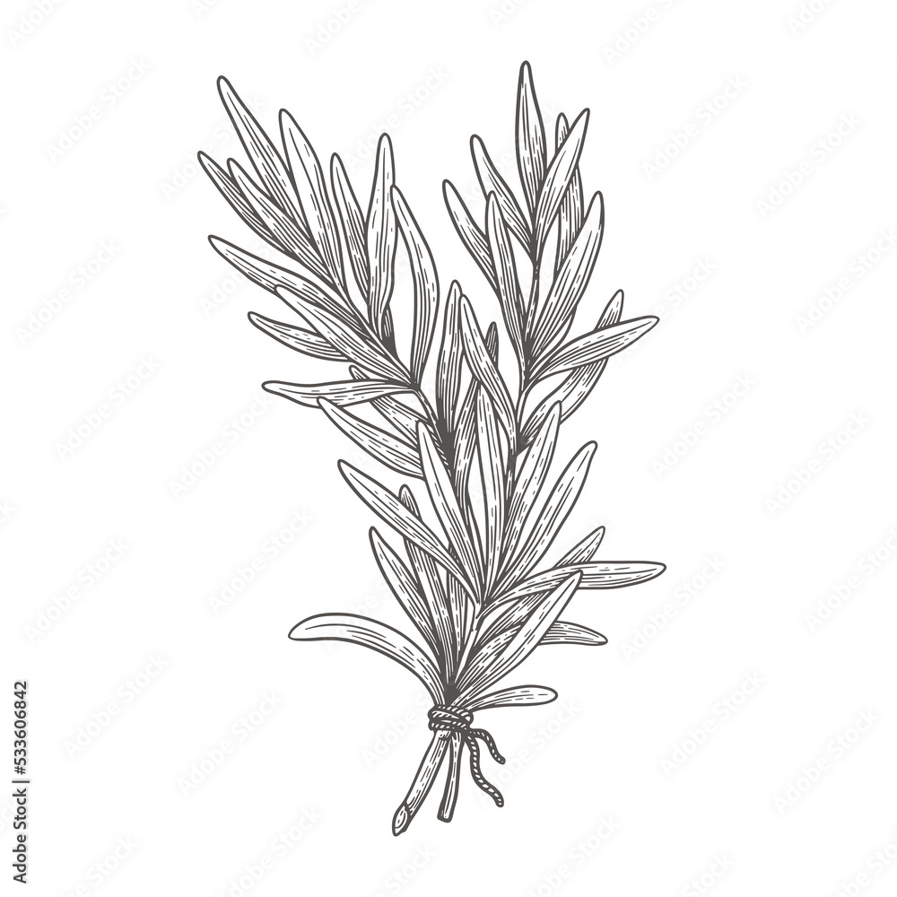Fototapeta premium Rosemary branch on a light background isolated. Hand-drawn spicy herb for cooking. The concept of organic food. Vector illustration.