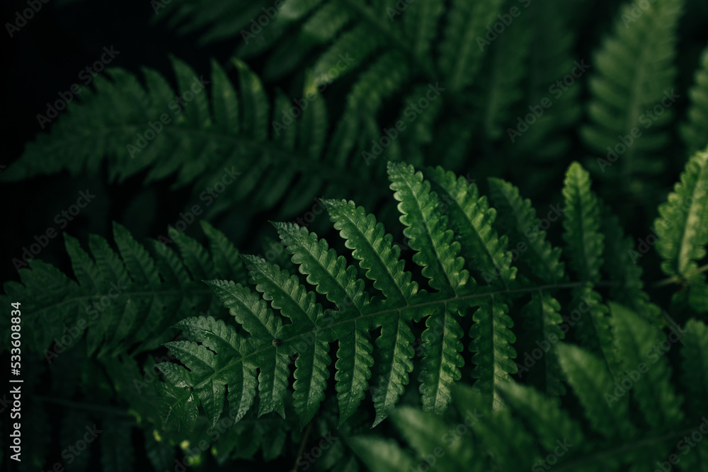 Beautiful background made with young eco nature green fern leaves pattern. Poster, banner, postcard Beautiful background made with young eco nature green fern leaves pattern. Poster, banner, postcard