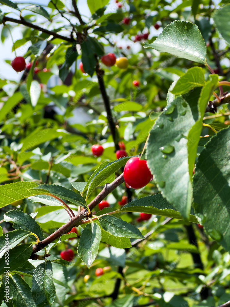 Cherry branch. Red ripe berries on the cherry tree. Cherry branch. Red ripe berries on the cherry tree.