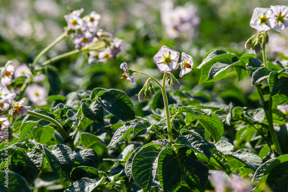 Obraz premium Closeup of a white and yellow blossoming potato plant in the foreground of large field in the Netherlands. It is early in the morning of a sunny day in the beginning of the summer season
