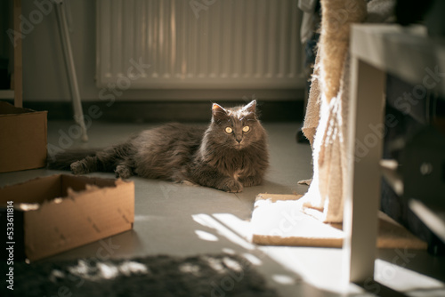 A curious domestic cat with sunlight at the back looking into the camera