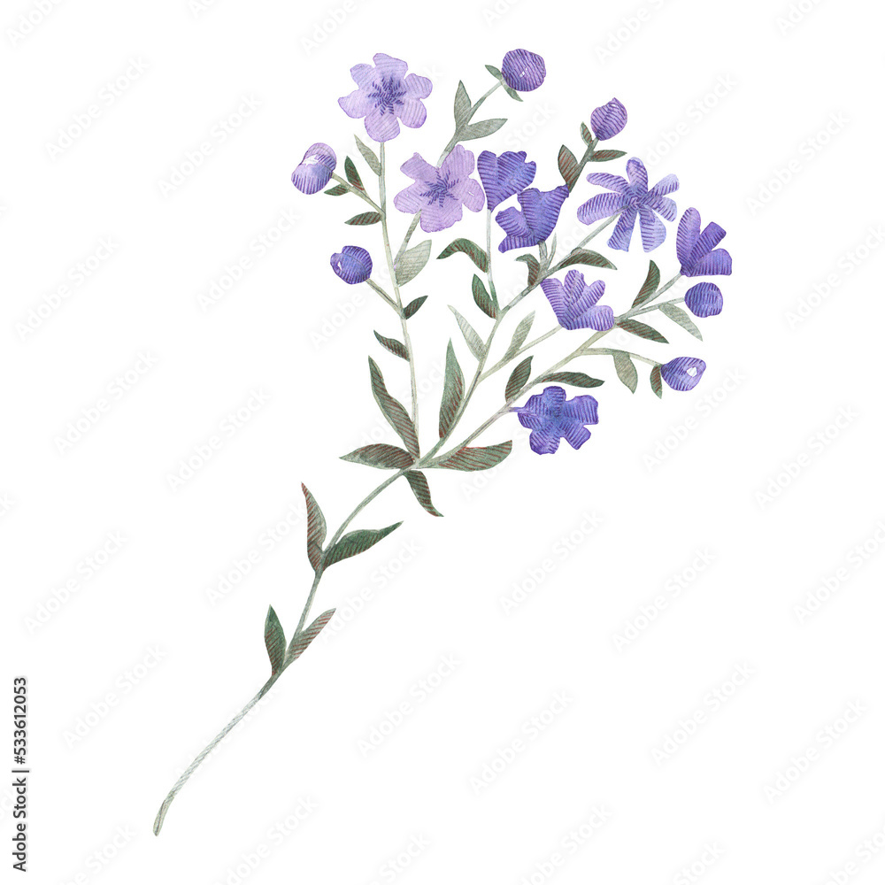 Watercolour wild violet flower. Watercolour wild violet flower.