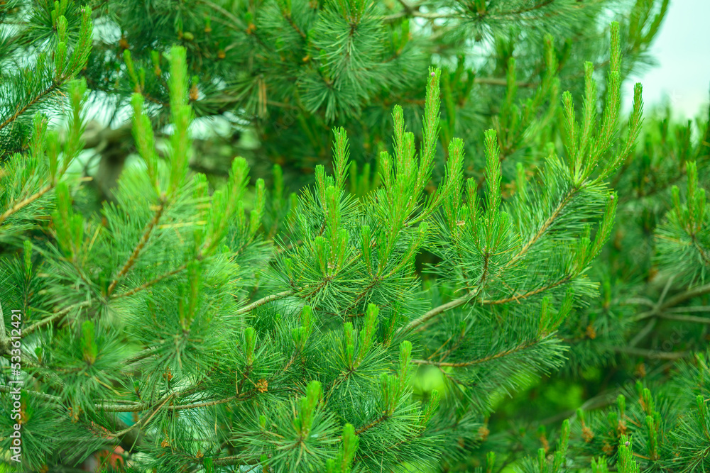 Pine branches at sunlight. Selective focus. Shallow depth of field.