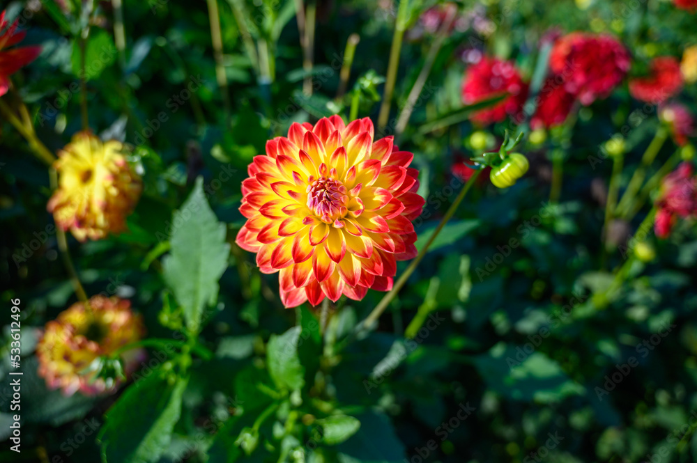 Beautiful dahlia in the garden. Shallow depth of field. Beautiful dahlia in the garden. Shallow depth of field.
