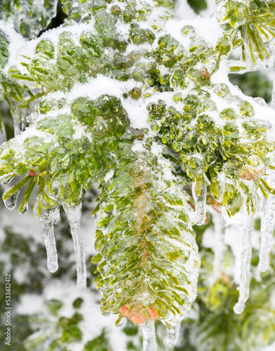 Tree branches are covered with a crust of ice after icy rain. Natural disaster.
