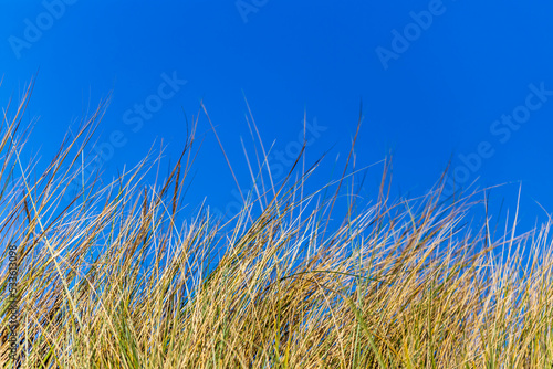 Beach grass against blue sky