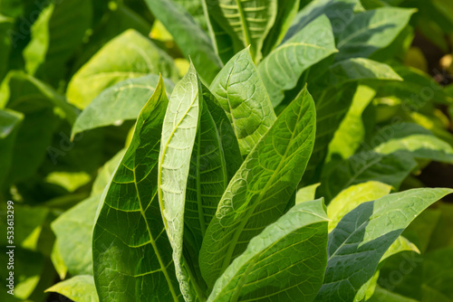 Wallpaper Mural Tobacco big leaf crops growing in tobacco plantation field Torontodigital.ca