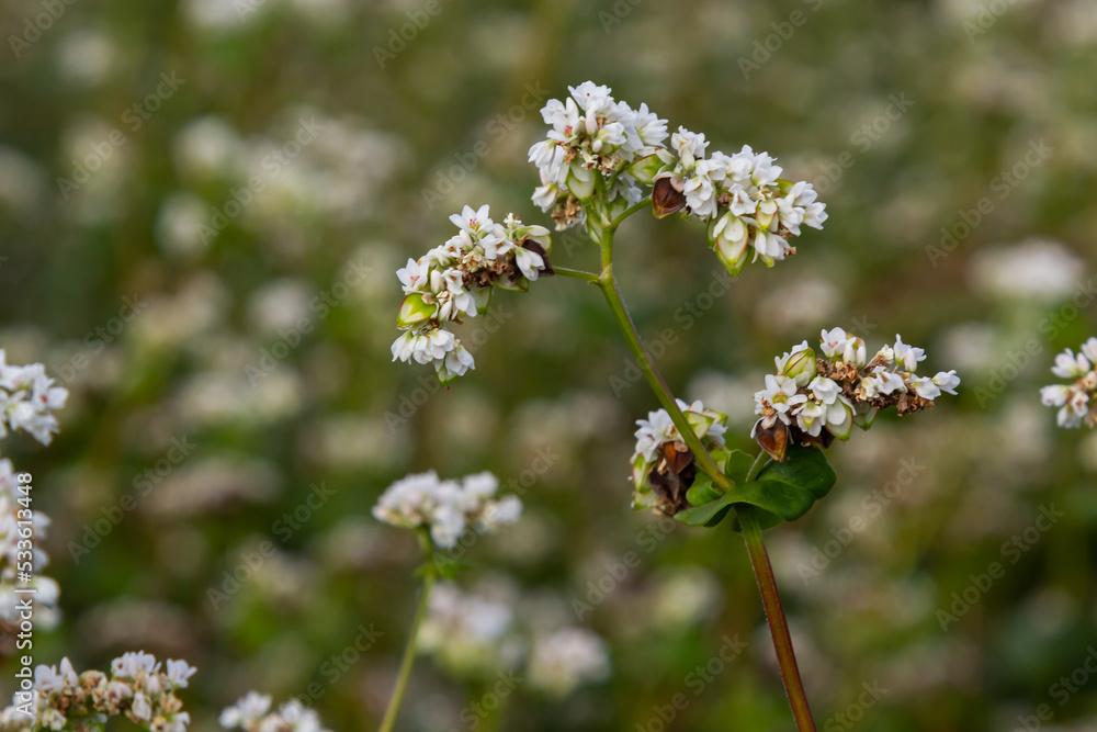 Blooming buckwheat Fagopyrum esculentum field in the rays of the summer sun, close-up Blooming buckwheat Fagopyrum esculentum field in the rays of the summer sun, close-up