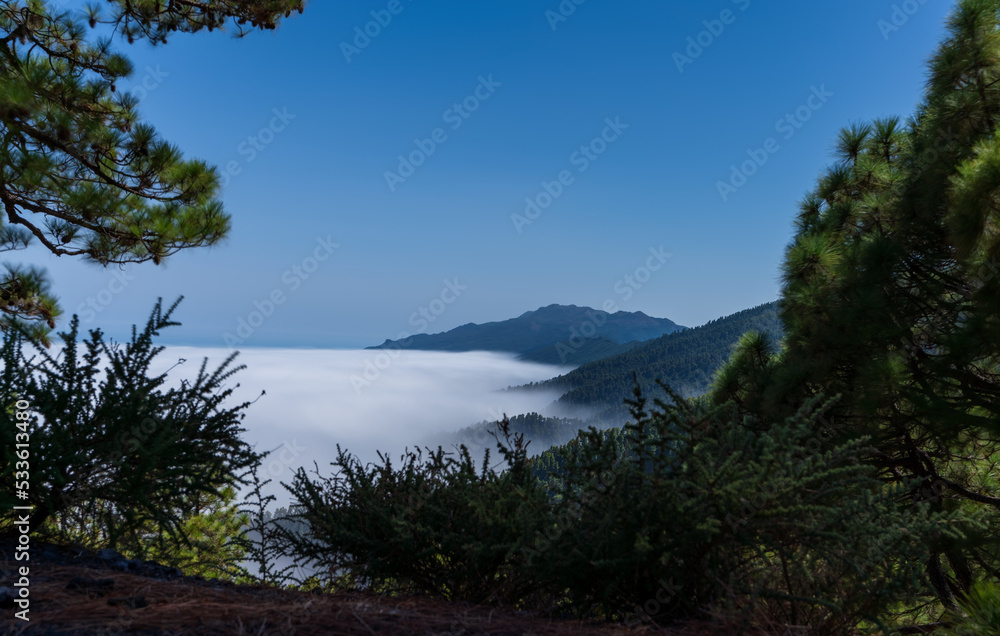 Sea of clouds over the pine tree forest and mountain, long exposure