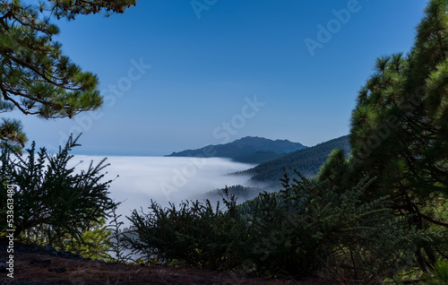 Sea of clouds over the pine tree forest and mountain  long exposure
