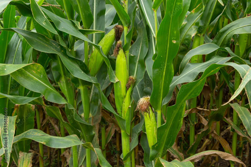 Obraz premium Corn Plantation Food. close up of a corn field in the countryside, many young corns are grown for harvesting to sell to a food factory