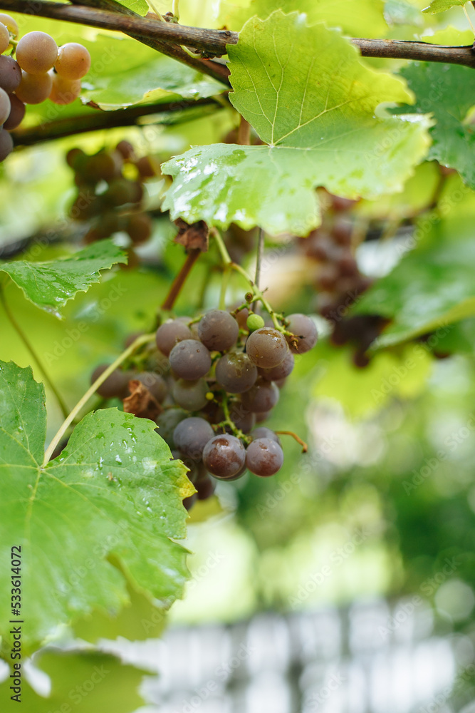 Blue grapes hang on a grape branch in the garden