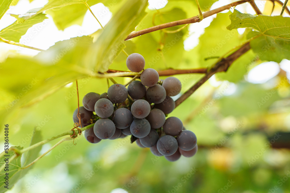 Blue grapes hang on a grape branch in the garden
