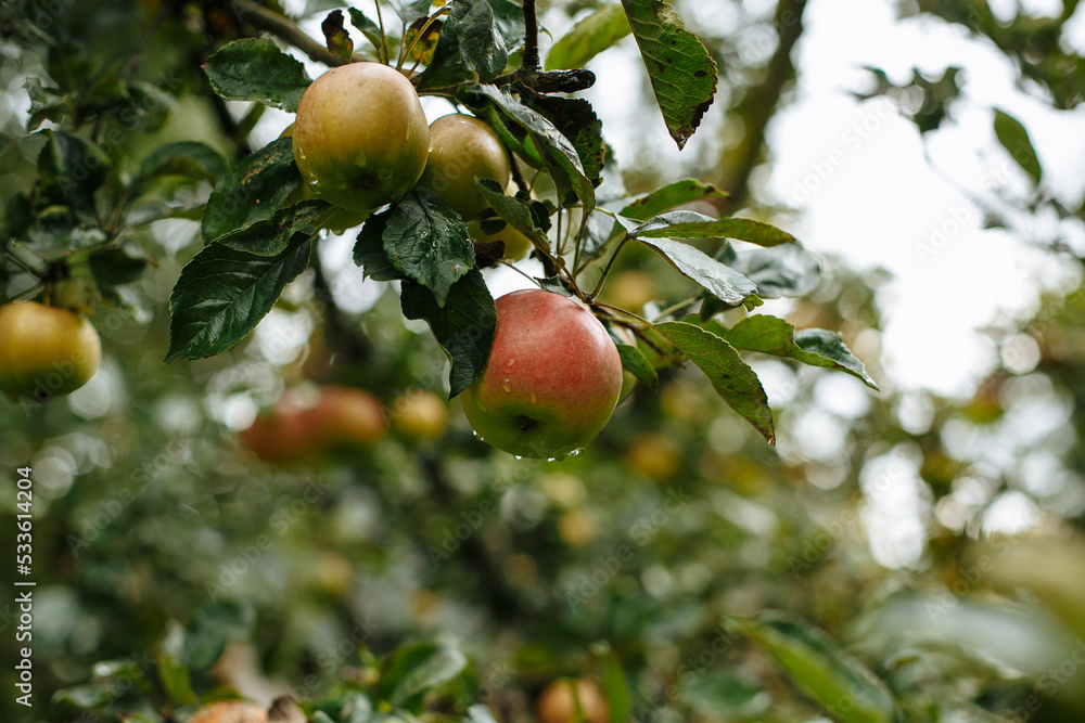 Red apples hang on apple trees in the garden Red apples hang on apple trees in the garden