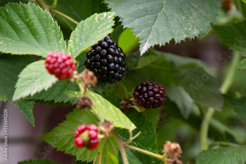 Organic Blackberries growing in a garden. selective focus. Bunch of berries