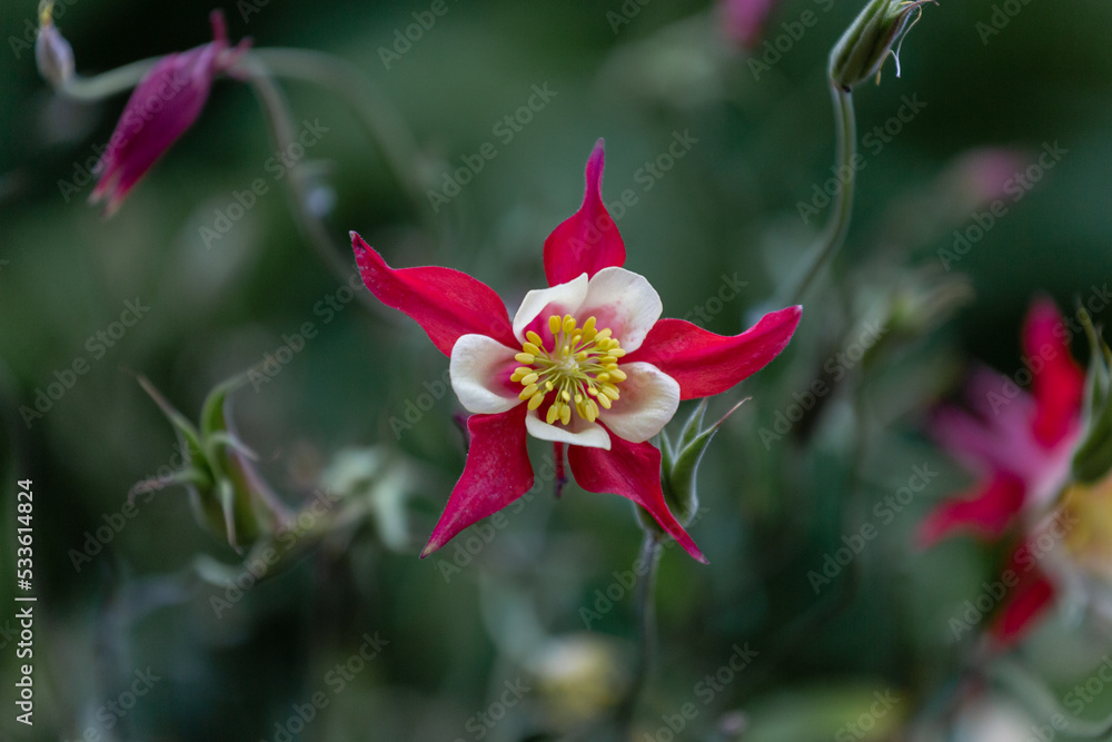 Aquilegia white-red flower, top view, close-up, selective focus